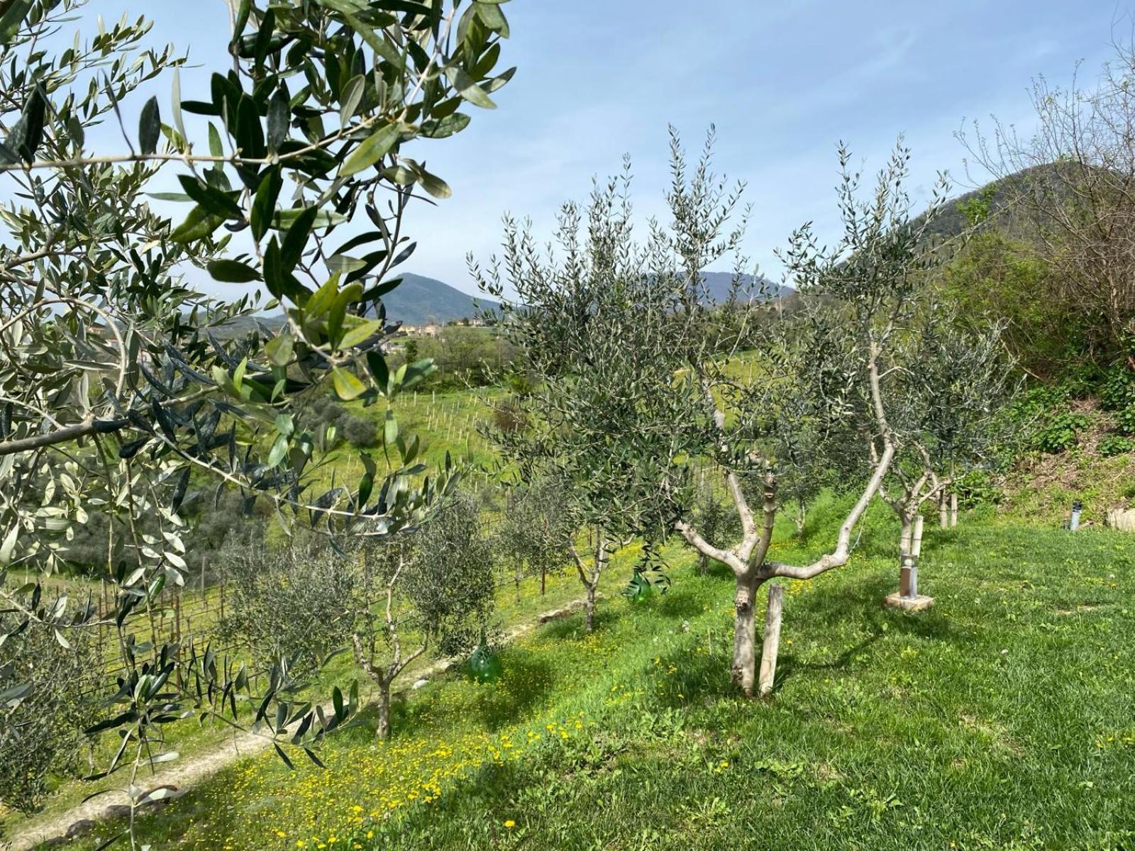 Azienda Agricola Ca' Lunga Cinto Euganeo ภายนอก รูปภาพ